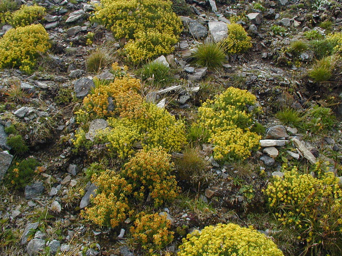 Saxifraga aizoides